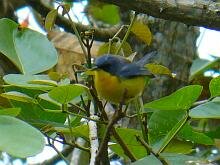 Tropical Parula